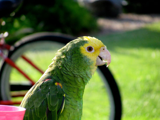 Link to Flickr: Parrot