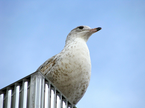 Link to Flickr: Seagull.