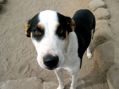 Link to Flickr: Guide Dog