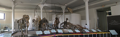 Link to Flickr: AMNH: Mammals.
