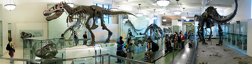 Link to Flickr: AMNH: Dinosaurs.