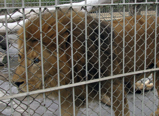 Link to Flickr: Lion at the Lima zoo