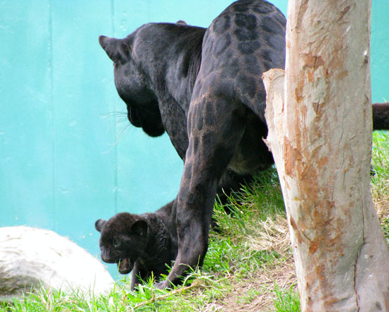 Link to Flickr: Panther and baby at the Lima zoo