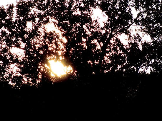 Link to Flickr: Trees at sunset.