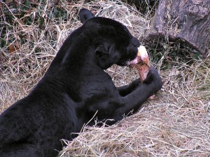 Jaguar nibbling on bone.